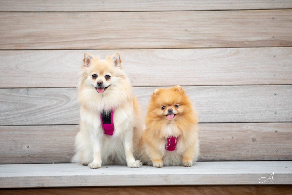 pomeranians